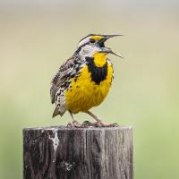 Eastern Meadowlark perched on a fence post, and singing.
