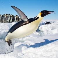 Emperor Penguin launches out of the water