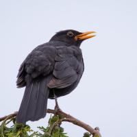 Eurasian Blackbird perched on a branch