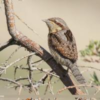 A Eurasian Wryneck perched on a branch