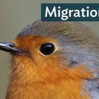 European Robin in closeup, dark shiny eye, and soft grey and light brown feathers shading to orange on breast.