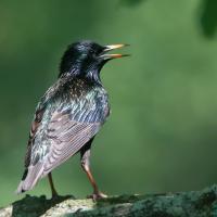 European Starling, back to the viewer, its head turned to the side, beak open and iridescent plumage in sunlight.
