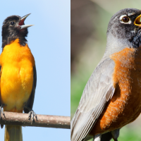 A side-by-side image of a Baltimore Oriole and an American Robin, both singing