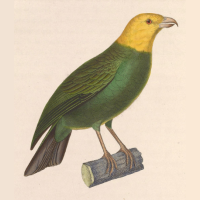 An illustration of a perched ‘Ō‘ū, with a yellow head and greenish body.