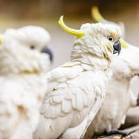 Closeup of three Sulphur-crested Cockatoos perched in a row