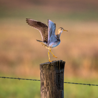 Upland Sandpiper stands on stump, perched on one leg with wings spread open