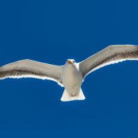 A Western Gull flying against a blue sky