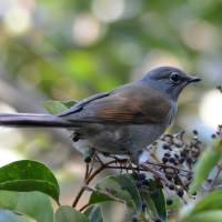 Brown-backed Solitaire facing right, stands on branch