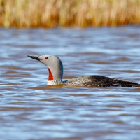 A Red-throated Loon swimming on a pond