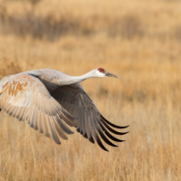 A Sandhill Crane flaps its wings while flying low over a grassland