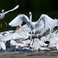 A large group of white egrets and ibises crowded together feeding at water's edge 