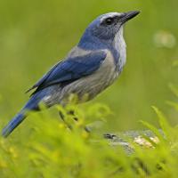 Florida Scrub Jay