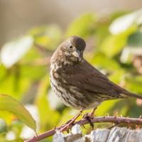Fox Sparrow perched on a thorned branch in partial sunlight
