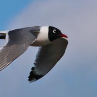 Franklin's Gull in flight showing grey wings on the downstroke, the white body and black head with red beak.