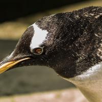 Gentoo Penguin, showing water droplets on its fine feathers