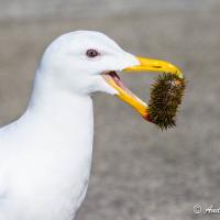 Glaucous-winged Gull eating a sea urchin