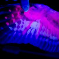 A Northern Saw-whet Owl's wing seen under UV light.