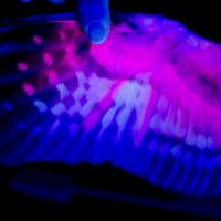 A Northern Saw-whet Owl's wing seen under UV light