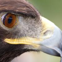 A Golden Eagle in profile showing large golden brown eye and sharp curved beak
