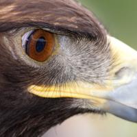 A Golden Eagle in profile showing large golden brown eye and sharp curved beak