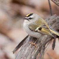 A Golden-crowned Kinglet seen in left profile, perched on a branch, its tiny round body accented with gold stripes on wing and a streak of gold feathers on its head