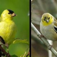 Goldfinch, molt comparison