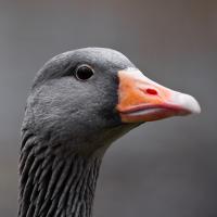 Close-up of Graylag Goose with its sleek gray plumage, dark eye and orange bill turned to its left as it eyes the viewer.