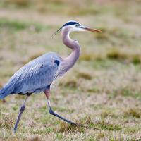 A Great Blue Heron strides across a grassy field, its long neck and sharp pointed beak balanced over very long legs as it walks