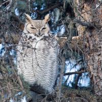 Great Horned Owl perched in tree