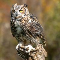 Great Horned Owl perched on snag