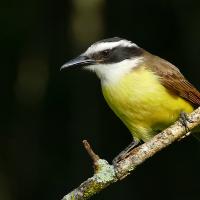 A small bird with yellow breast, brown back, and horizontal black stripe across its cheek is perched on a branch.