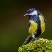 A Great Tit facing the camera, head turned to its right, with yellow breast and large vertical black stripe up the center and around the throat.
