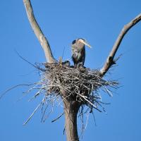 Heron perched in a nest of twigs at a fork in a tree