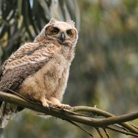 Great Horned Owl fledgling