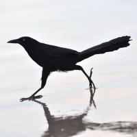 A slender black bird with very long tail strides across wet sand