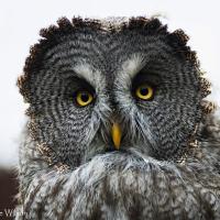 Great Grey Owl, small feathers rim "facial disks"