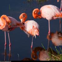 Greater Flamingos in the Galapagos