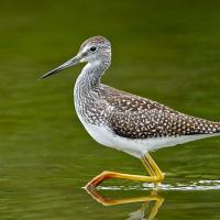 Greater Yellowlegs wading in shallow water
