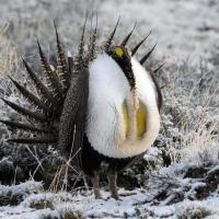 A male Greater Sage-Grouse in snow