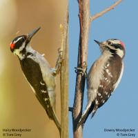 Hairy Woodpecker and Downy Woodpecker