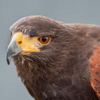 Harris's Hawk