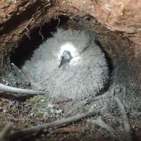 Hawaiian Petrel chick in burrow