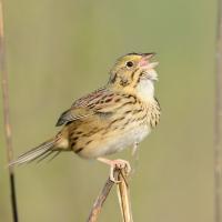 Henslow's Sparrow singing, seen in right profile as it perches on a grass stem