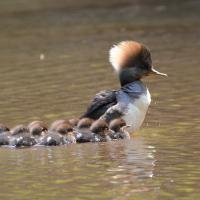 A female Hooded Merganser leading a brood of ducklings; the ducklings are very small and adorably fuzzy and swim close behind her on the sunlit water.