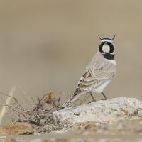 A male Horned Lark facing the viewer while perched on a pale rock against a soft light brown background