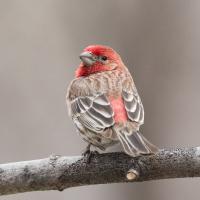 House Finch perched on branch, looking over its shoulder showing red-colored head and throat