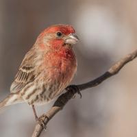 House Finch perched on a branch in the sun, looking to its left, red head and chest showing well