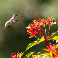 Hummingbird at plant