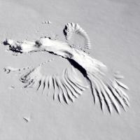 Imprint of bird's wings in snow where it touched down catching prey