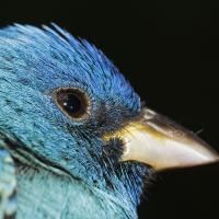 Una vista de cerca de la cara de un colorín azul